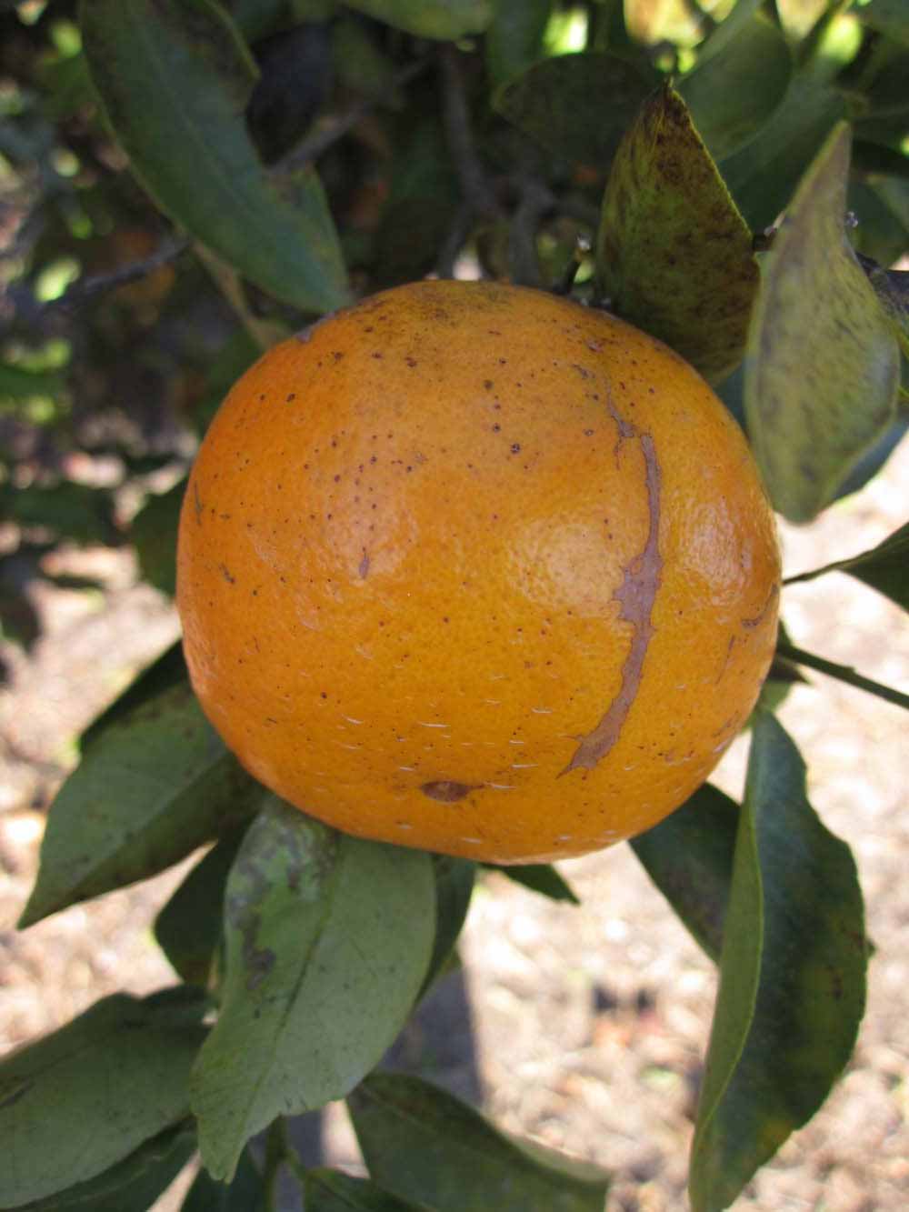            Fruit (Winter Haven, FL)   